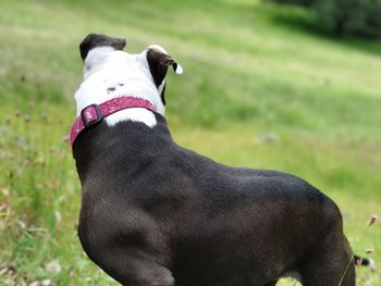 Close-up of black dog sitting on field