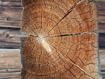 Close-up of tree stump