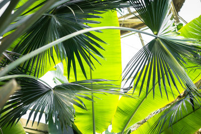 Close-up of palm tree leaves