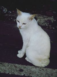 Close-up of cat sitting outdoors