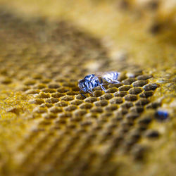 Close-up of insect on leaf