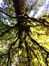Low angle view of trees against sky
