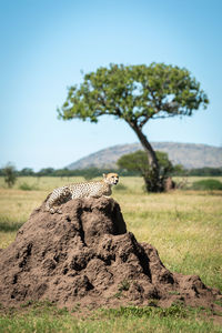 Cheetah sitting on rock against clear sky