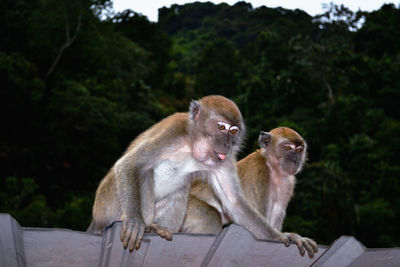 Low angle view of monkeys sitting against mountain during sunset