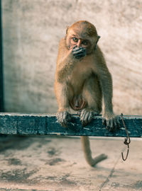 Monkey sitting on wood