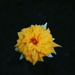 Close-up of yellow flower