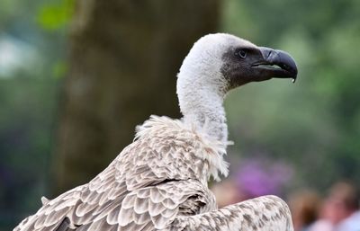 Close-up of bird