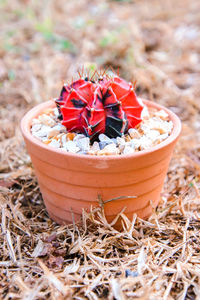 High angle view of cactus on field