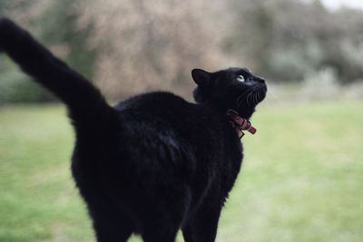 Black cat looking away