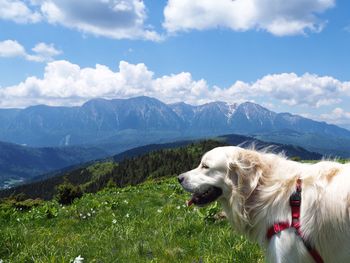 Dog on mountain against sky