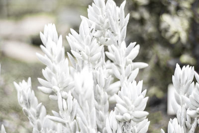 Close-up of white flowers