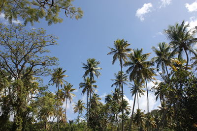 Low angle view of palm trees against sky