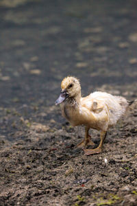 View of a bird on field