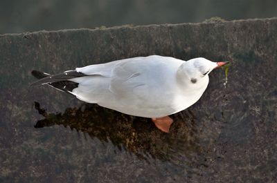 Close-up of seagull perching on a water