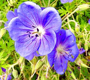 Close-up of purple flower blooming outdoors