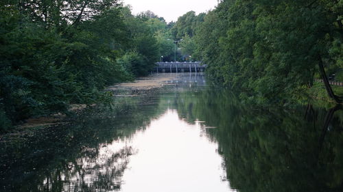 Scenic view of river in forest