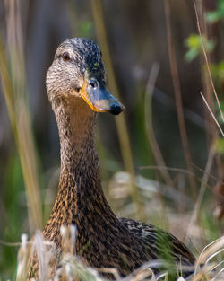 Close-up of bird on field