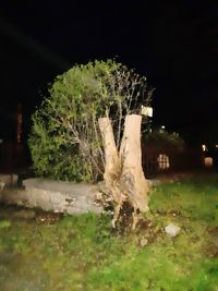 Tree by illuminated field against sky at night