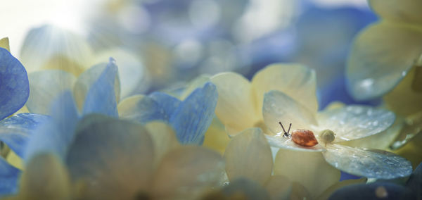 Close-up of snail on wet flowers