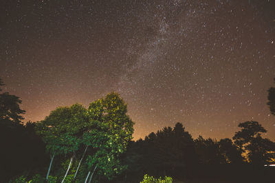 Low angle view of trees against sky at night