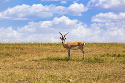 Grant's gazelle with big horns on the grass savanna in africa