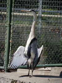 Bird on a fence