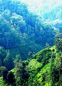 High angle view of pine trees in forest