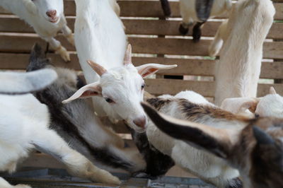 View of a goats and baby goats in farm