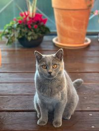 Portrait of cat sitting on table