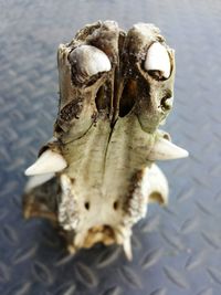 Close-up of lizard