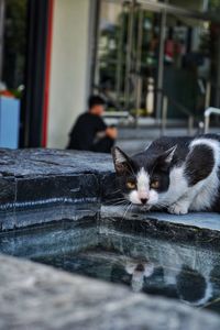 Portrait of cat resting outdoors