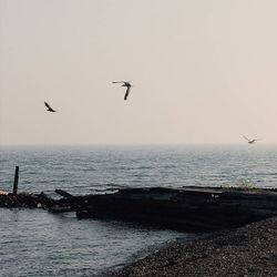 Bird flying over sea