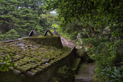 Scenic view of forest