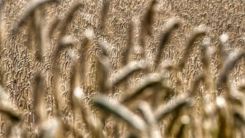 grass
