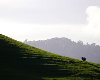 Scenic view of grassy field against sky