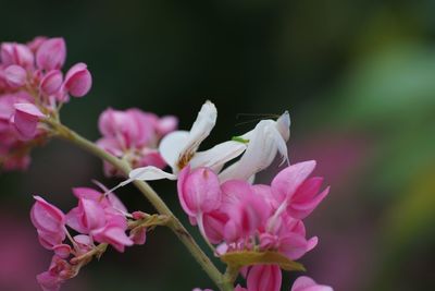 Close-up of pink flowering plant