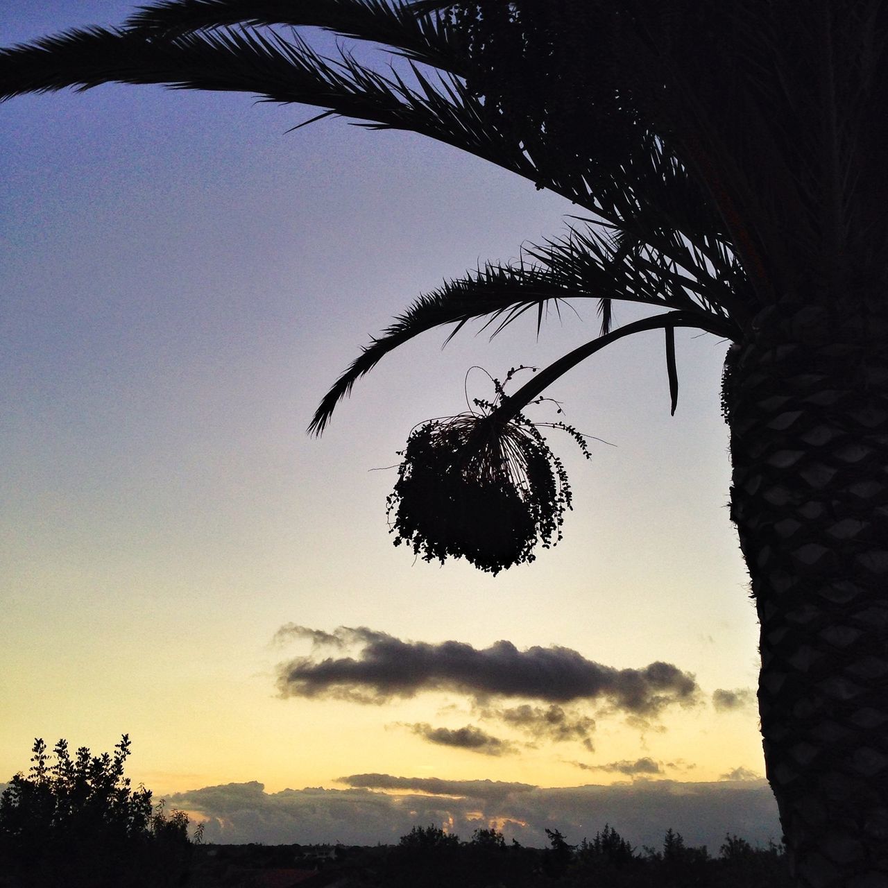 tree, silhouette, low angle view, tranquility, sky, sunset, tranquil scene, beauty in nature, nature, growth, scenics, tree trunk, branch, palm tree, clear sky, outline, idyllic, outdoors, no people, landscape