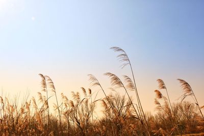 Scenic view of field against clear sky