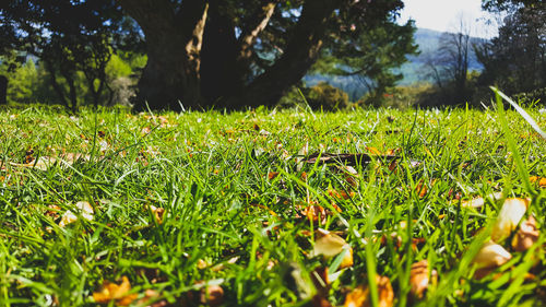 Trees on grassy field