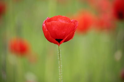 Close-up of red poppy flower