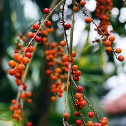 Close-up of berries growing on tree