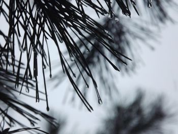 Close-up of pine tree during winter