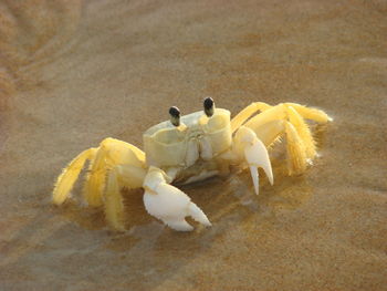 Close-up of crab on beach