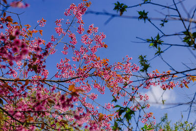 Low angle view of cherry blossoms against blue sky