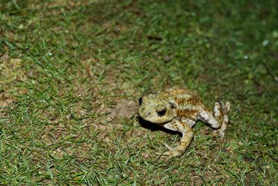 High angle view of frog on land