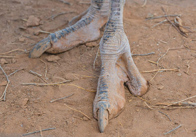 Close-up of the foot and claw of an african ostrich