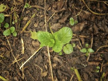 High angle view of small plant growing on field