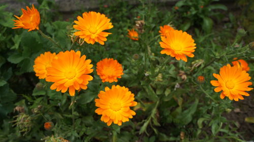 Close-up of orange flower