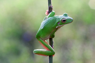 Close-up of green frog on leaf