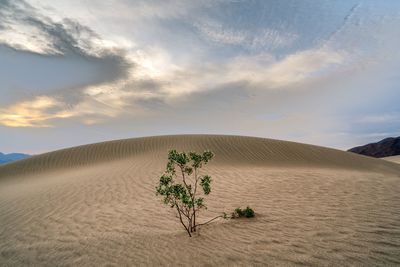 Plant on sand dune in desert against sky